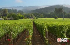 现在做烟酒生意赚钱吗 红酒赚钱吗