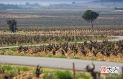 如何开家经销红酒的店 红酒酒庄加盟店排行