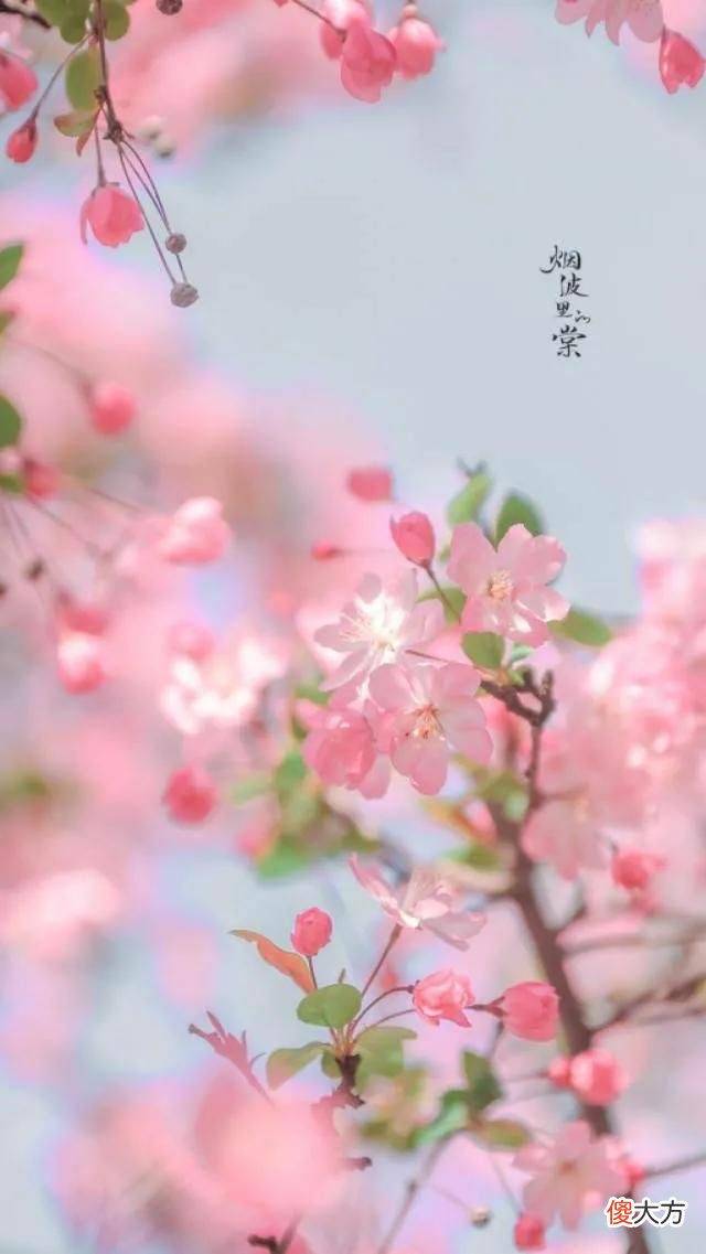 手机壁纸~花花系列~百花争艳 花卉图片手机壁纸