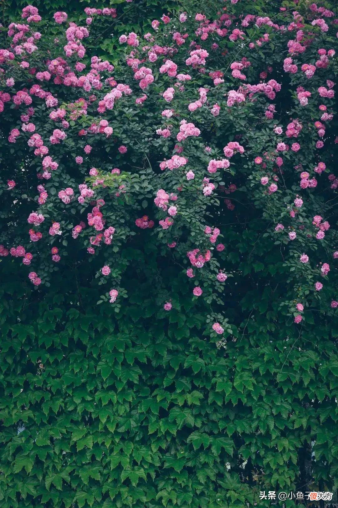 手机壁纸~花花系列~百花争艳 花卉图片手机壁纸