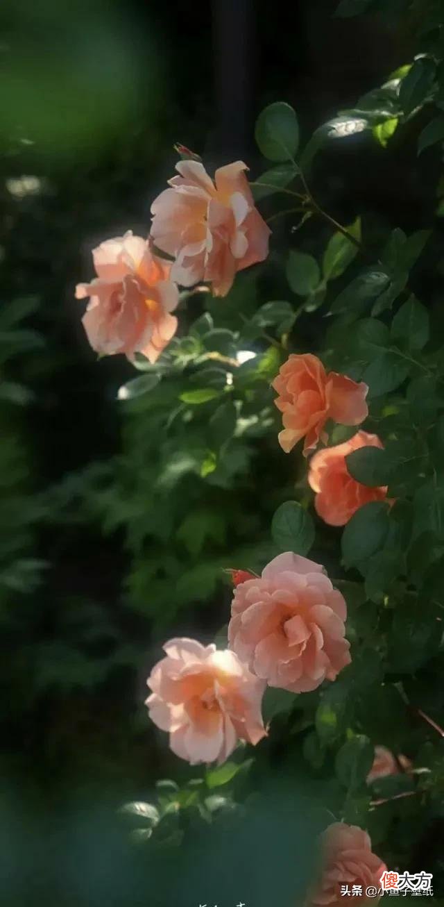 手机壁纸~花花系列~百花争艳 花卉图片手机壁纸