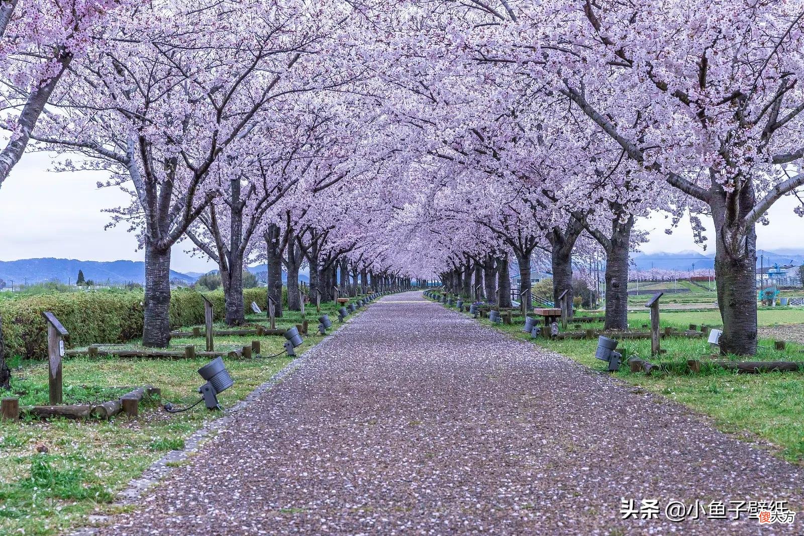 手机壁纸~花花系列~百花争艳 花卉图片手机壁纸