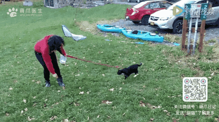 猫咪可以带出去遛弯吗 猫猫可以带出去遛弯吗