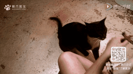 猫咪可以带出去遛弯吗 猫猫可以带出去遛弯吗