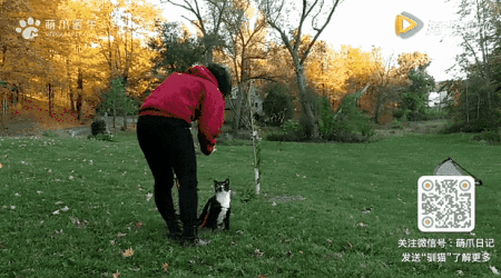 猫咪可以带出去遛弯吗 猫猫可以带出去遛弯吗