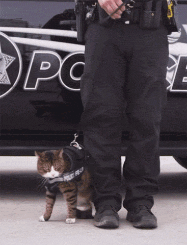 猫咪可以带出去遛弯吗 猫猫可以带出去遛弯吗