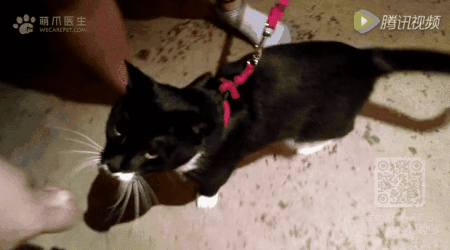 猫咪可以带出去遛弯吗 猫猫可以带出去遛弯吗