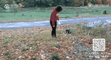 猫咪可以带出去遛弯吗 猫猫可以带出去遛弯吗