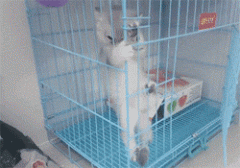 猫咪可以带出去遛弯吗 猫猫可以带出去遛弯吗