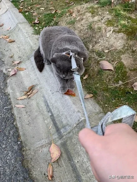 猫咪可以带出去遛弯吗 猫猫可以带出去遛弯吗