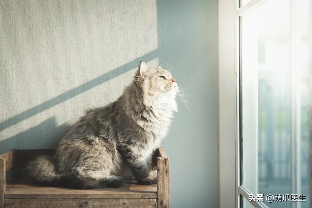 猫咪可以带出去遛弯吗 猫猫可以带出去遛弯吗