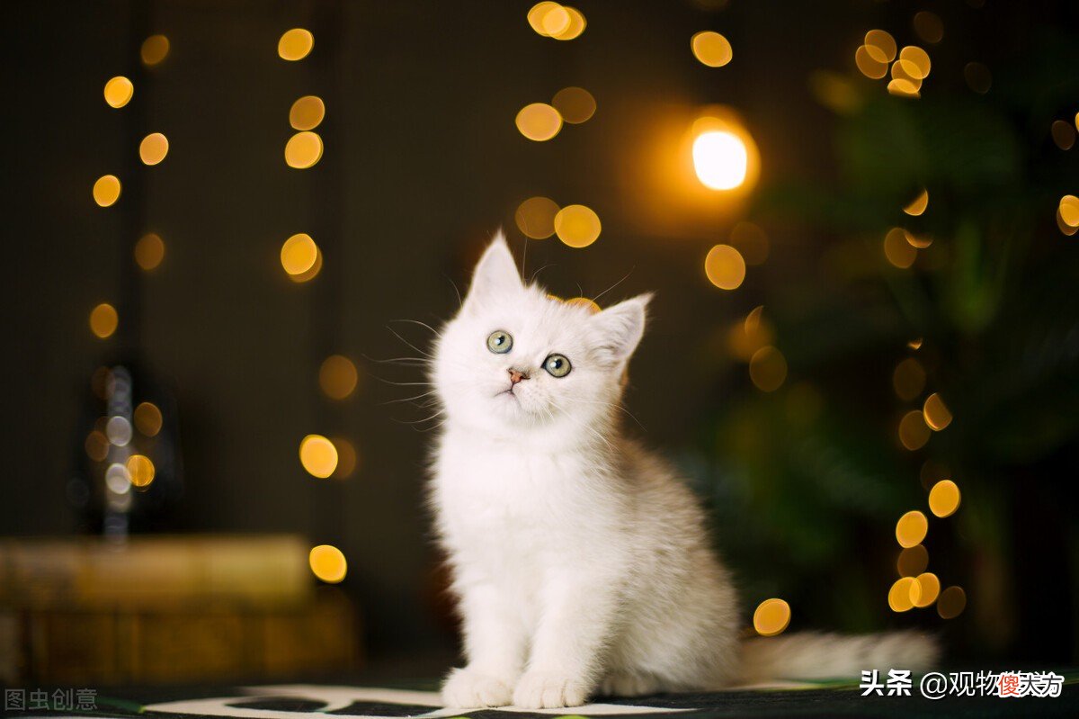 银渐层属于什么品种的猫 银渐层属于哪个品种的猫