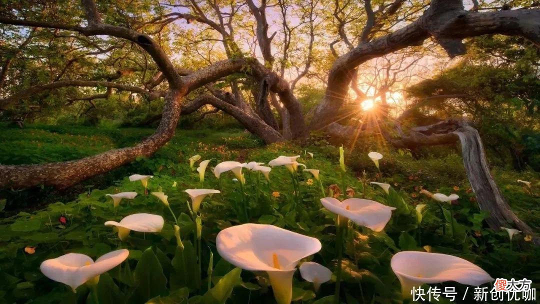 【星座控】恭喜三个生肖，5月初，桃花旺，事业顺，爱情和面包可以兼得