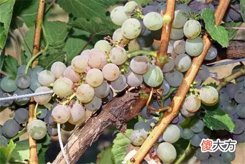长时间不喝的酒瓶口用蜡封 用蜡封酒瓶盖蜡怎么去掉