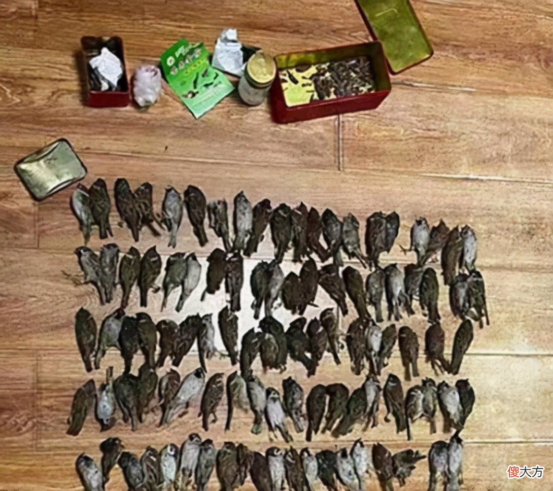 为何麻雀还是保护动物 麻雀是保护动物么