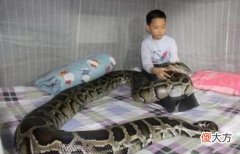 蛇真有灵性吗 蛇很有灵性吗