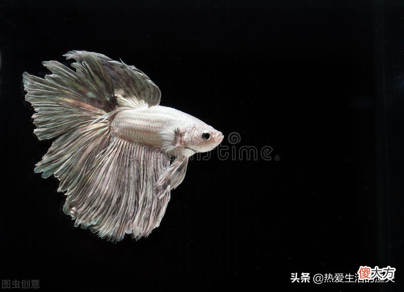 闯缸鱼也是鱼 闯缸鱼
