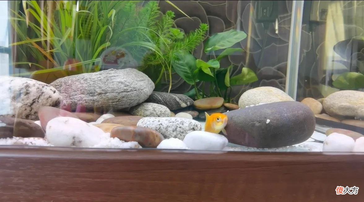 一条小小闯缸鱼的使命 何为闯缸鱼