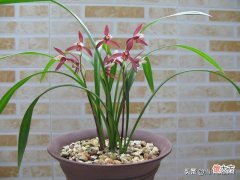 兰花铺面有什么作用 兰花铺面的好处