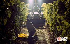 教皇新堡产区的特点 教皇新堡副牌