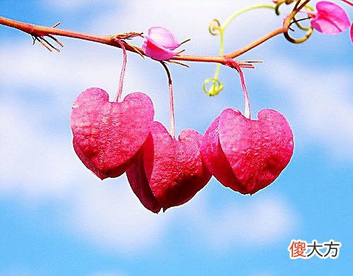 结婚纪念日每一年分别叫什么婚 结婚纪念日是什么婚