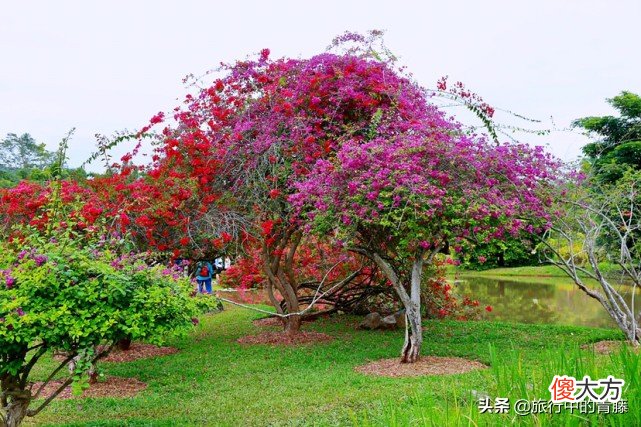 有一种能伴随着歌声翩翩起舞的植物 会随着音乐跳舞的植物