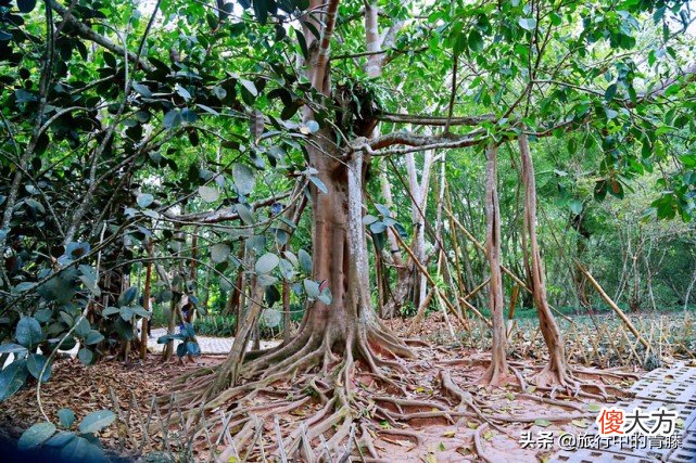 有一种能伴随着歌声翩翩起舞的植物 会随着音乐跳舞的植物