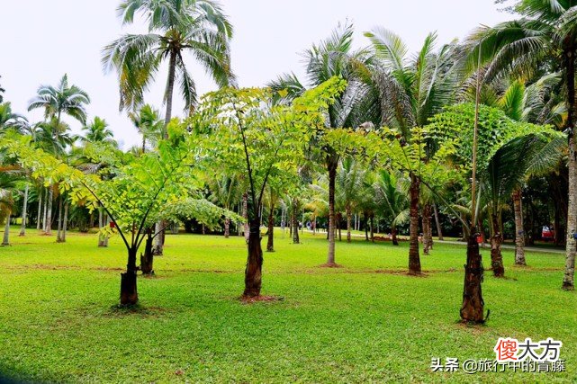 有一种能伴随着歌声翩翩起舞的植物 会随着音乐跳舞的植物