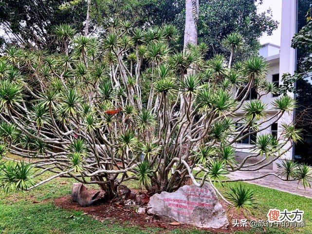有一种能伴随着歌声翩翩起舞的植物 会随着音乐跳舞的植物