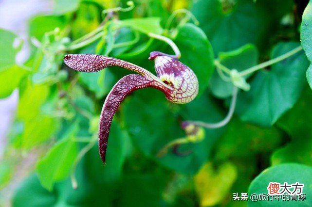 有一种能伴随着歌声翩翩起舞的植物 会随着音乐跳舞的植物