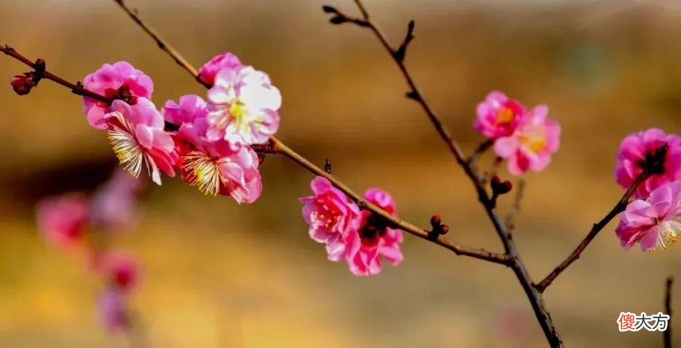 山东最不能错过的9处梅花秘境 山东哪里有梅花景点
