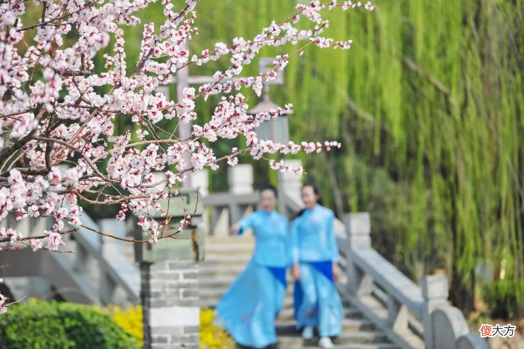 山东最不能错过的9处梅花秘境 山东哪里有梅花景点
