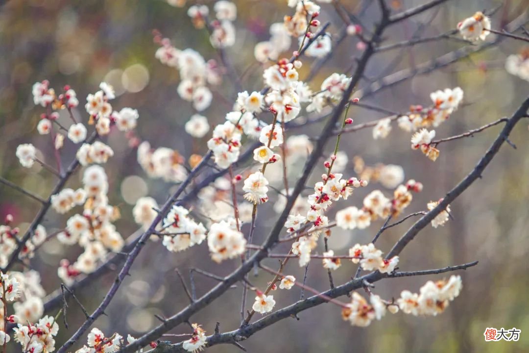 山东最不能错过的9处梅花秘境 山东哪里有梅花景点