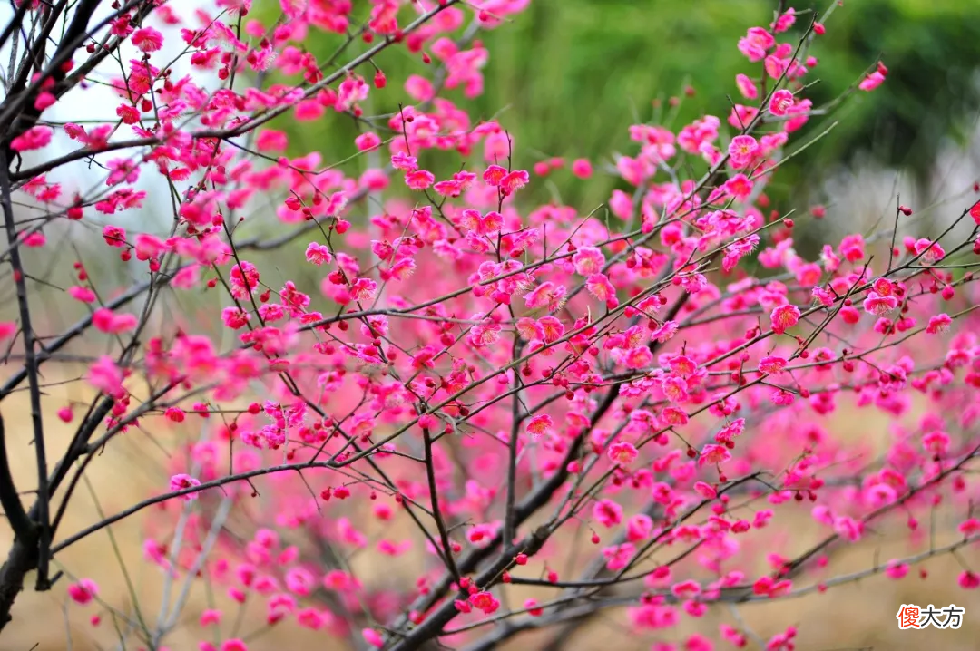 山东最不能错过的9处梅花秘境 山东哪里有梅花景点