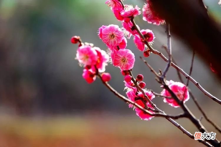 山东最不能错过的9处梅花秘境 山东哪里有梅花景点