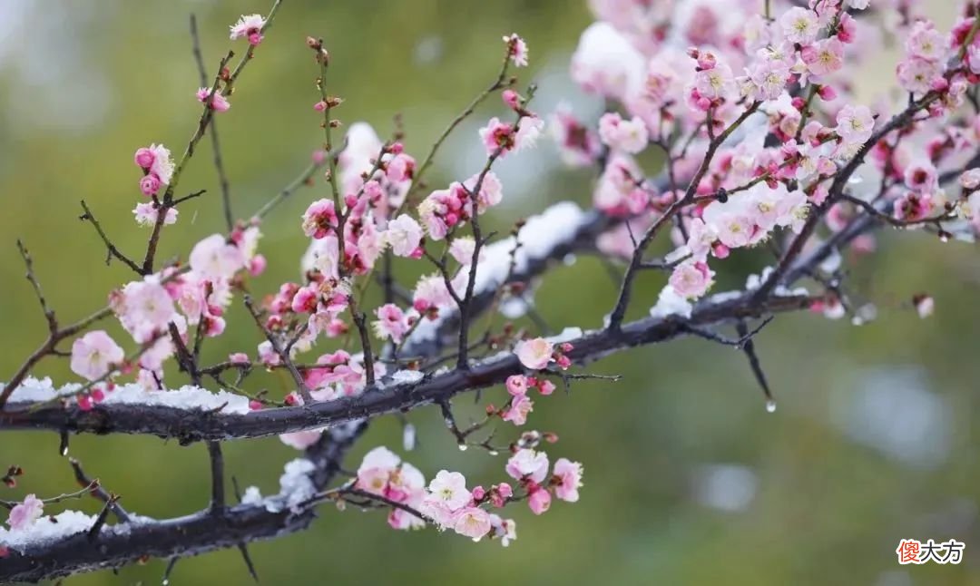 山东最不能错过的9处梅花秘境 山东哪里有梅花景点