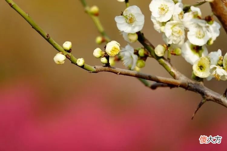 山东最不能错过的9处梅花秘境 山东哪里有梅花景点