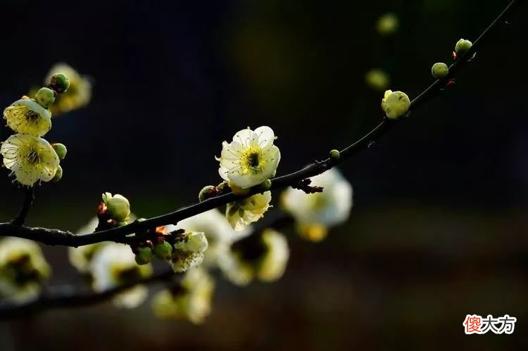 山东最不能错过的9处梅花秘境 山东哪里有梅花景点