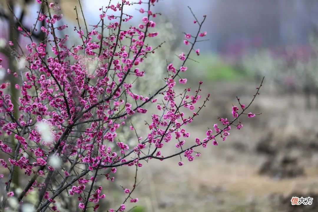 山东最不能错过的9处梅花秘境 山东哪里有梅花景点