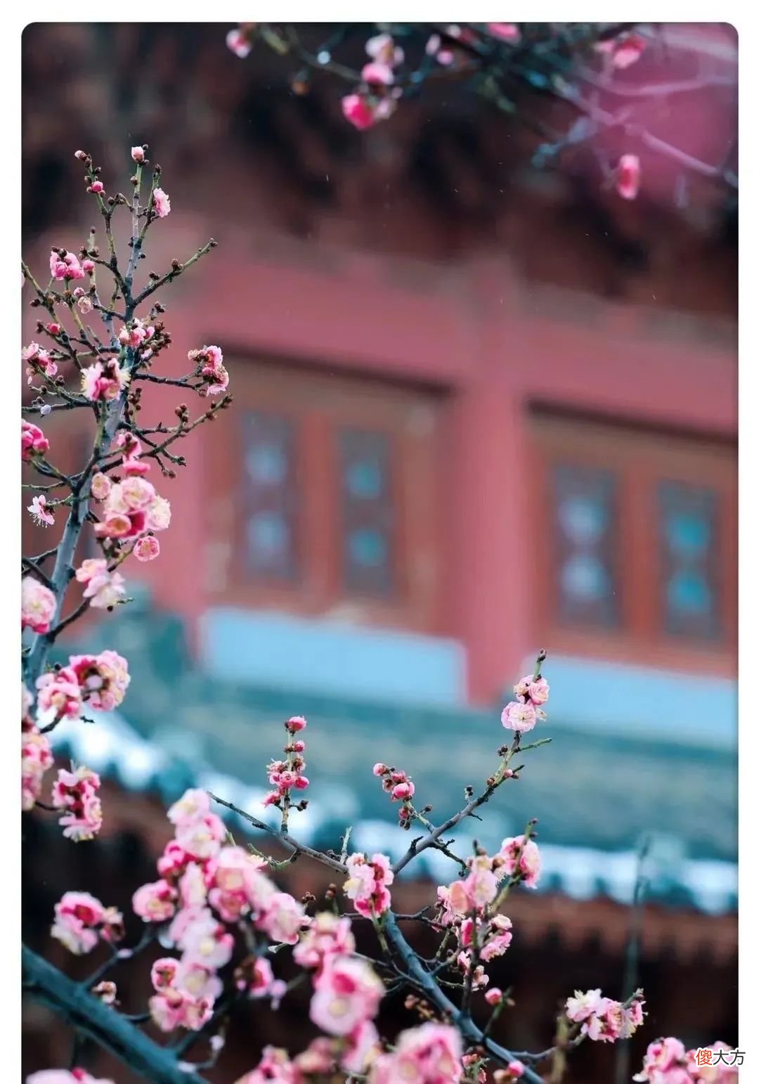 山东最不能错过的9处梅花秘境 山东哪里有梅花景点