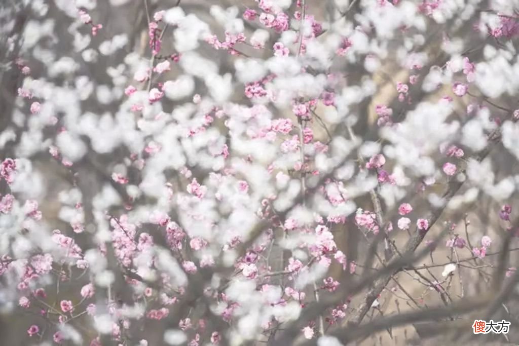 山东最不能错过的9处梅花秘境 山东哪里有梅花景点