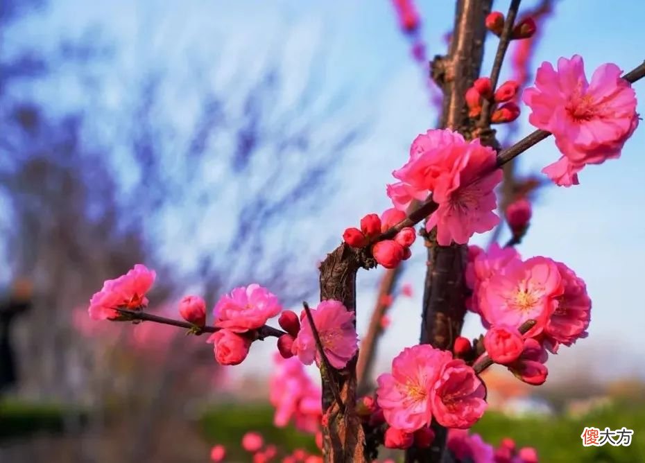 山东最不能错过的9处梅花秘境 山东哪里有梅花景点