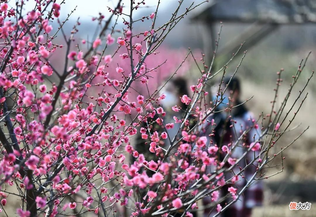 山东最不能错过的9处梅花秘境 山东哪里有梅花景点