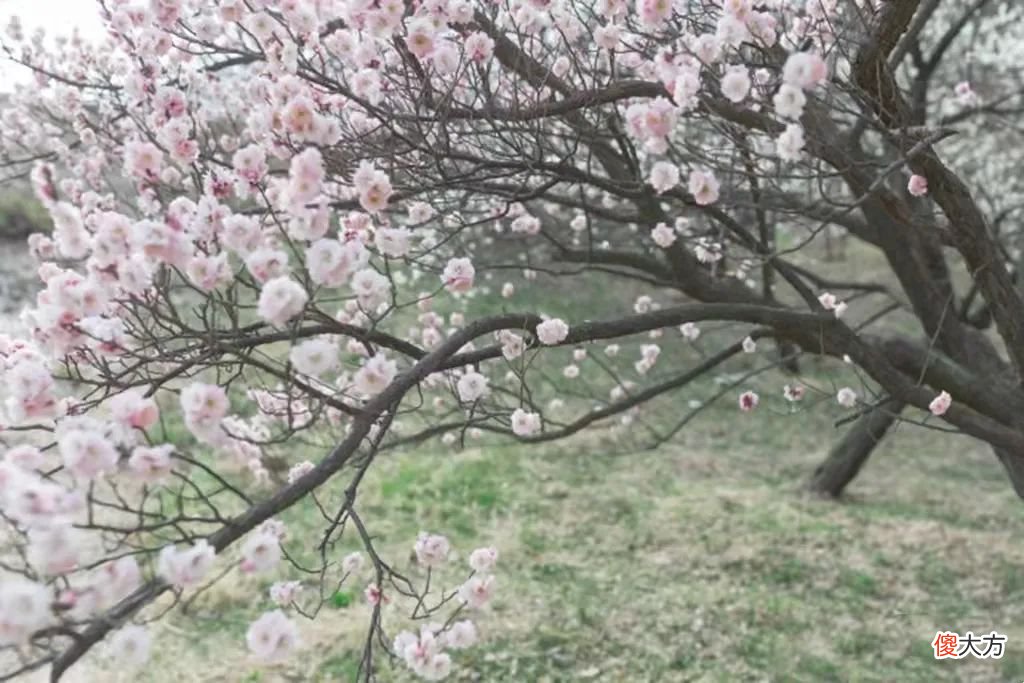 山东最不能错过的9处梅花秘境 山东哪里有梅花景点