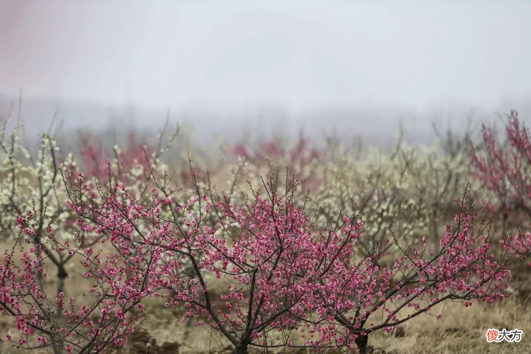 山东最不能错过的9处梅花秘境 山东哪里有梅花景点