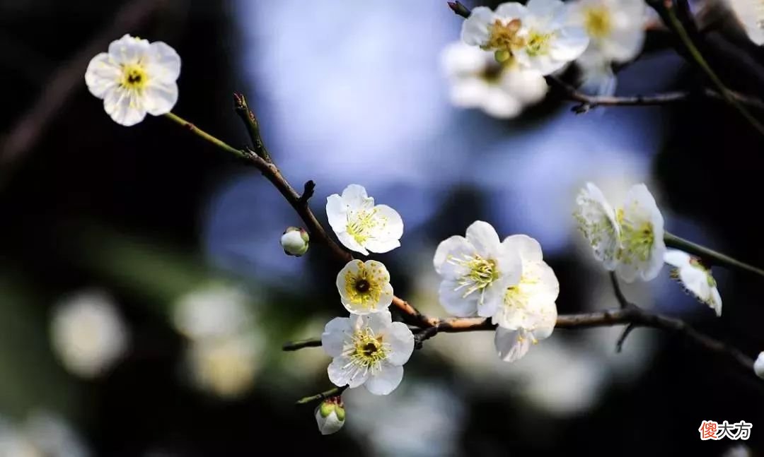 山东最不能错过的9处梅花秘境 山东哪里有梅花景点