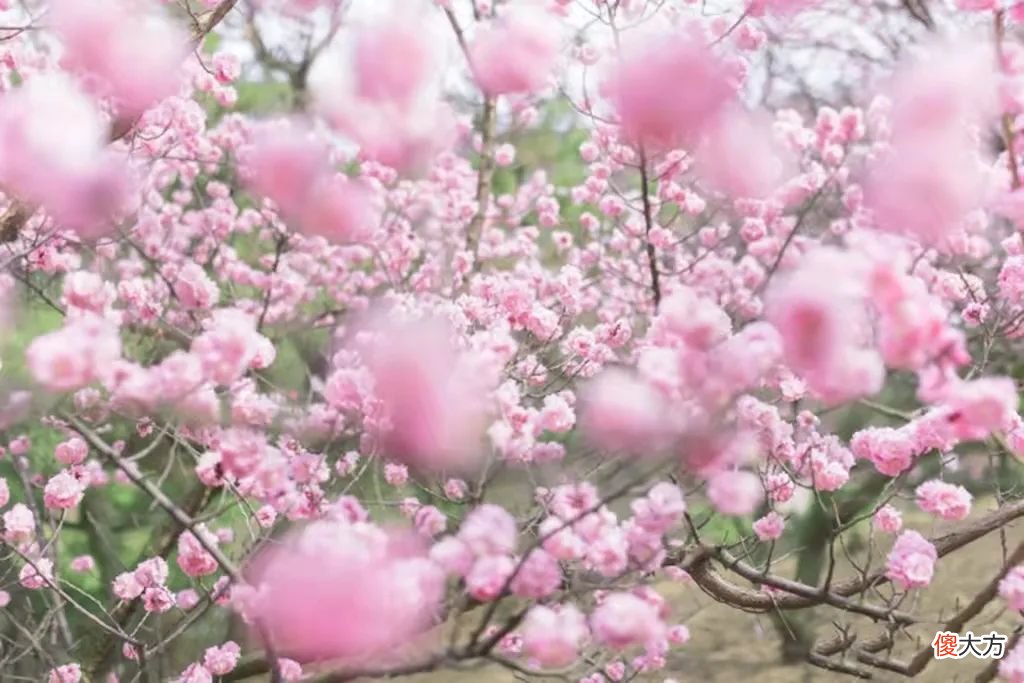山东最不能错过的9处梅花秘境 山东哪里有梅花景点