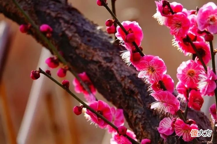 山东最不能错过的9处梅花秘境 山东哪里有梅花景点
