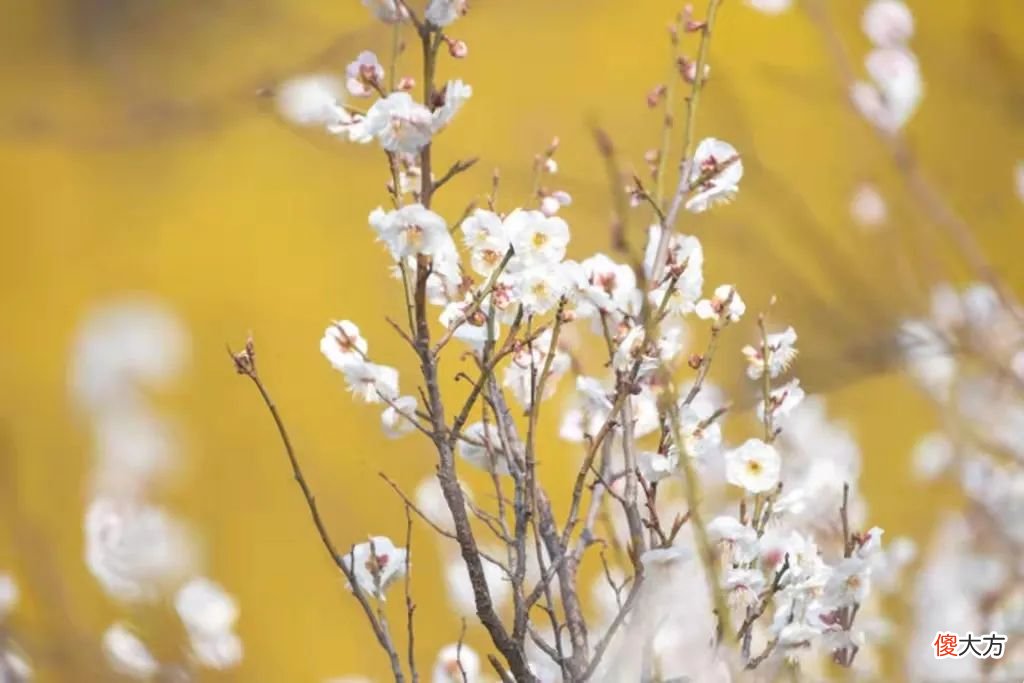 山东最不能错过的9处梅花秘境 山东哪里有梅花景点