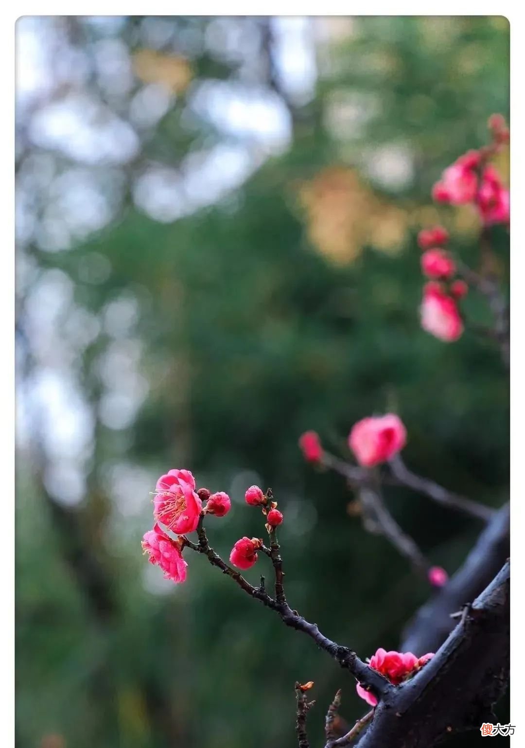 山东最不能错过的9处梅花秘境 山东哪里有梅花景点
